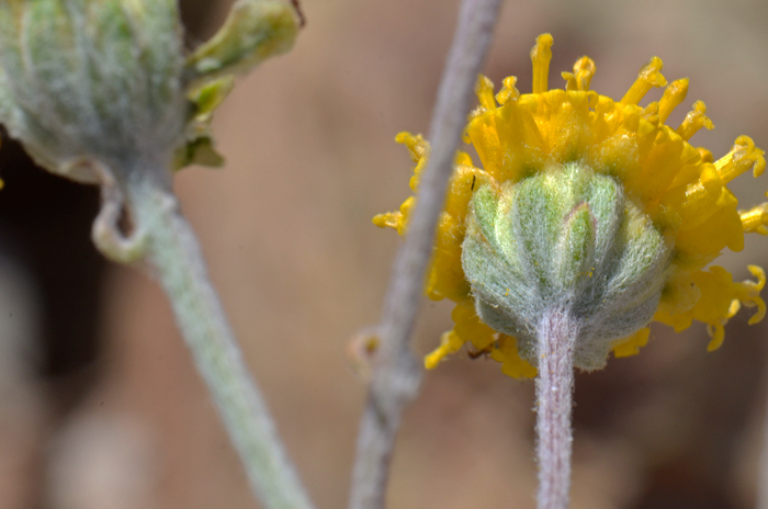 Fineleaf Hymenopappus has 13 varieties ranging from smooth to heavily pubescent (tomentose) herbage. The plant in the photo has foliage with dense white soft hairs; note the whitish to yellowish wholly pubescence covering the phyllaries. Hymenopappus filifolius 